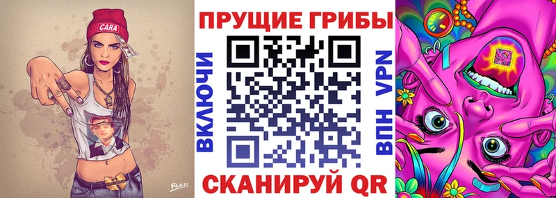 Купить где  Старая Русса  Псилоцибиновые грибы Psilocybe 